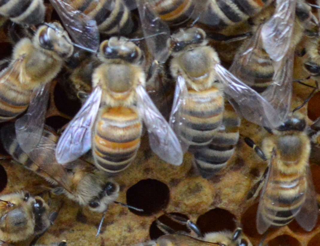 Bienen, Arbeiterinnen