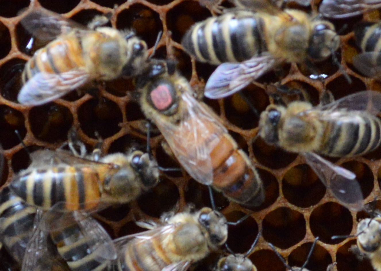 Bienen, Königin mit Markierung